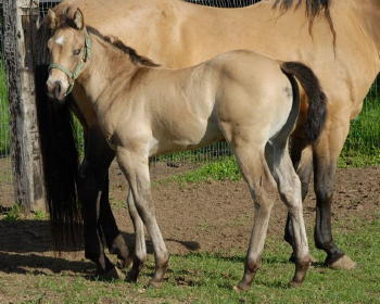 Poco Filly